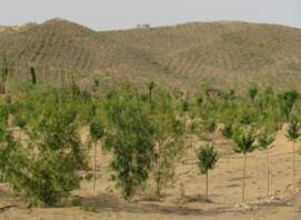 沙漠种植成活率99%