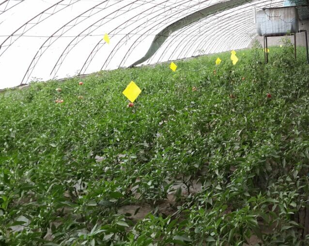 可以显著提高设施大棚农作物产量